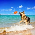 PitchDog - športna žoga za pse, Ø9 cm