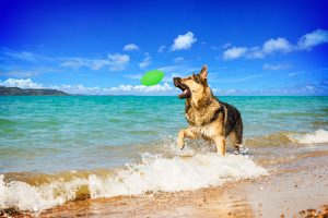 PitchDog - športna žoga za pse, Ø9 cm - slika 4