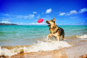 PitchDog - športna žoga za pse, Ø9 cm - slika 5