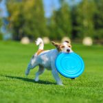 PitchDog - igralni leteči disk za pse, Ø24 cm (9,5")