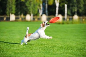 PitchDog - igralni leteči disk za pse, Ø24 cm (9,5") - slika 3