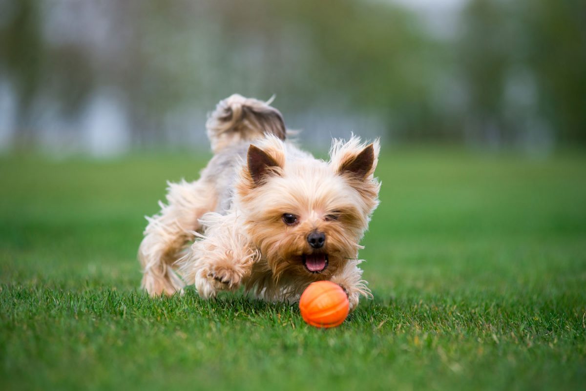 Liker 7 - žoga za pse majhnih in srednjih pasem - slika 2