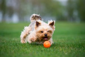 Liker 7 - žoga za pse majhnih in srednjih pasem