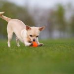 Liker 5 - žoga za mladičke in pse majhnih pasem