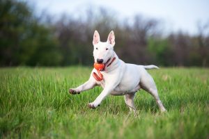 Liker Line 7 - žoga s trakom za pse majhnih in srednjih pasem - slika 5