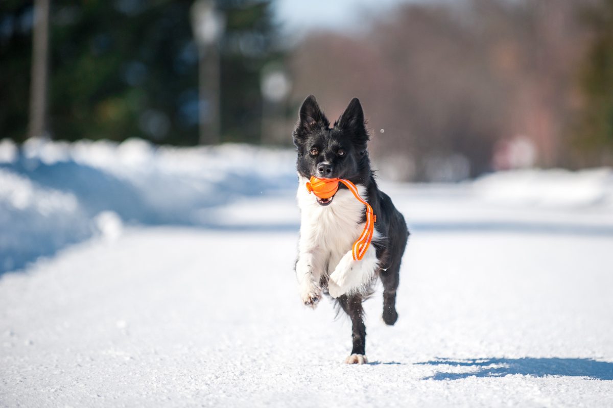 Liker Line 7 - žoga s trakom za pse majhnih in srednjih pasem - slika 2