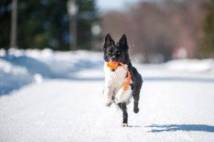 Liker Line 7 - žoga s trakom za pse majhnih in srednjih pasem