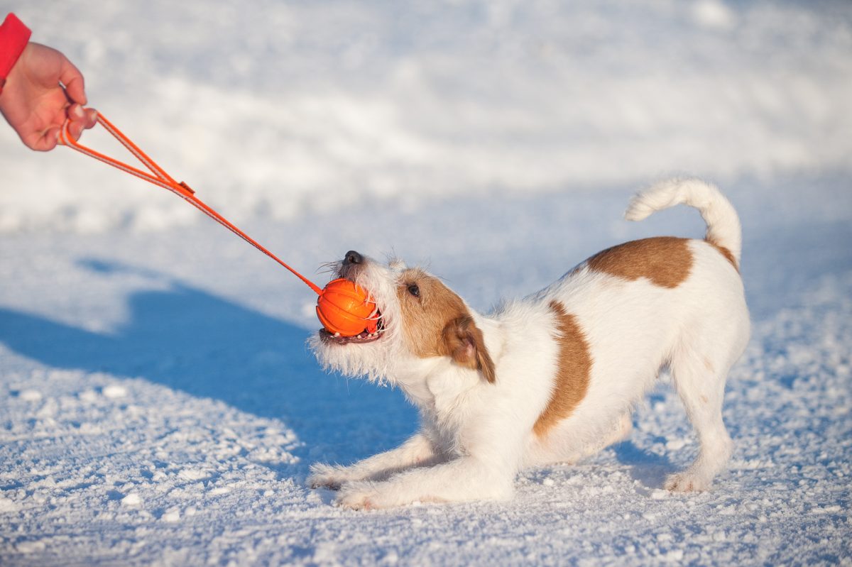 Liker Line 7 - žoga s trakom za pse majhnih in srednjih pasem - slika 6