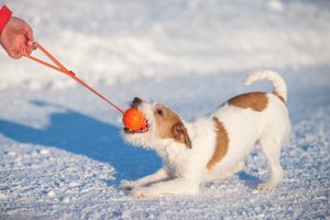 Liker Line 7 - žoga s trakom za pse majhnih in srednjih pasem - slika 6