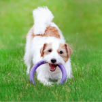 PULLER mini, ferplast igračai, 2 kom - fi 18 cm - slika 7