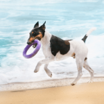 PULLER midi, ferplast igrača, 2 kom - fi 20 cm - slika 18