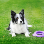 PULLER midi, ferplast igrača, 2 kom - fi 20 cm - slika 11