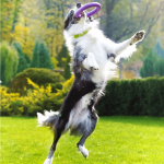 PULLER midi, ferplast igrača, 2 kom - fi 20 cm - slika 12