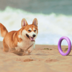 PULLER midi, ferplast igrača, 2 kom - fi 20 cm - slika 5