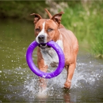 PULLER Standard, ferplast igrača 2 kom - fi 28 cm (11") - slika 6