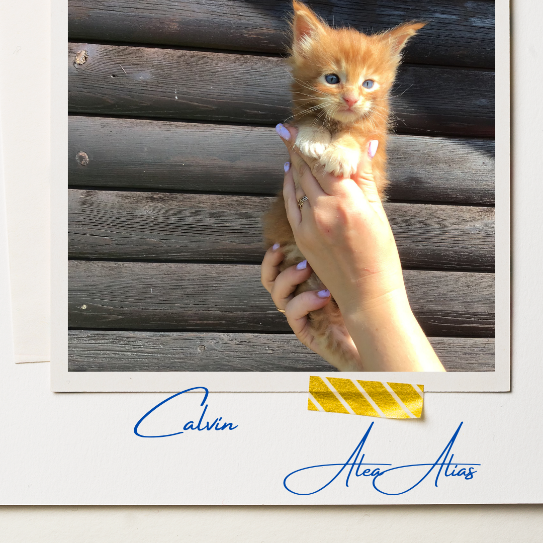 Calvin Alea Alias (3)