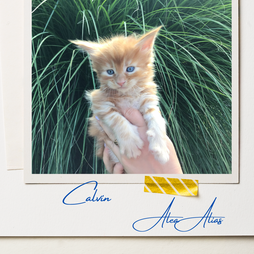 Calvin Alea Alias (4)