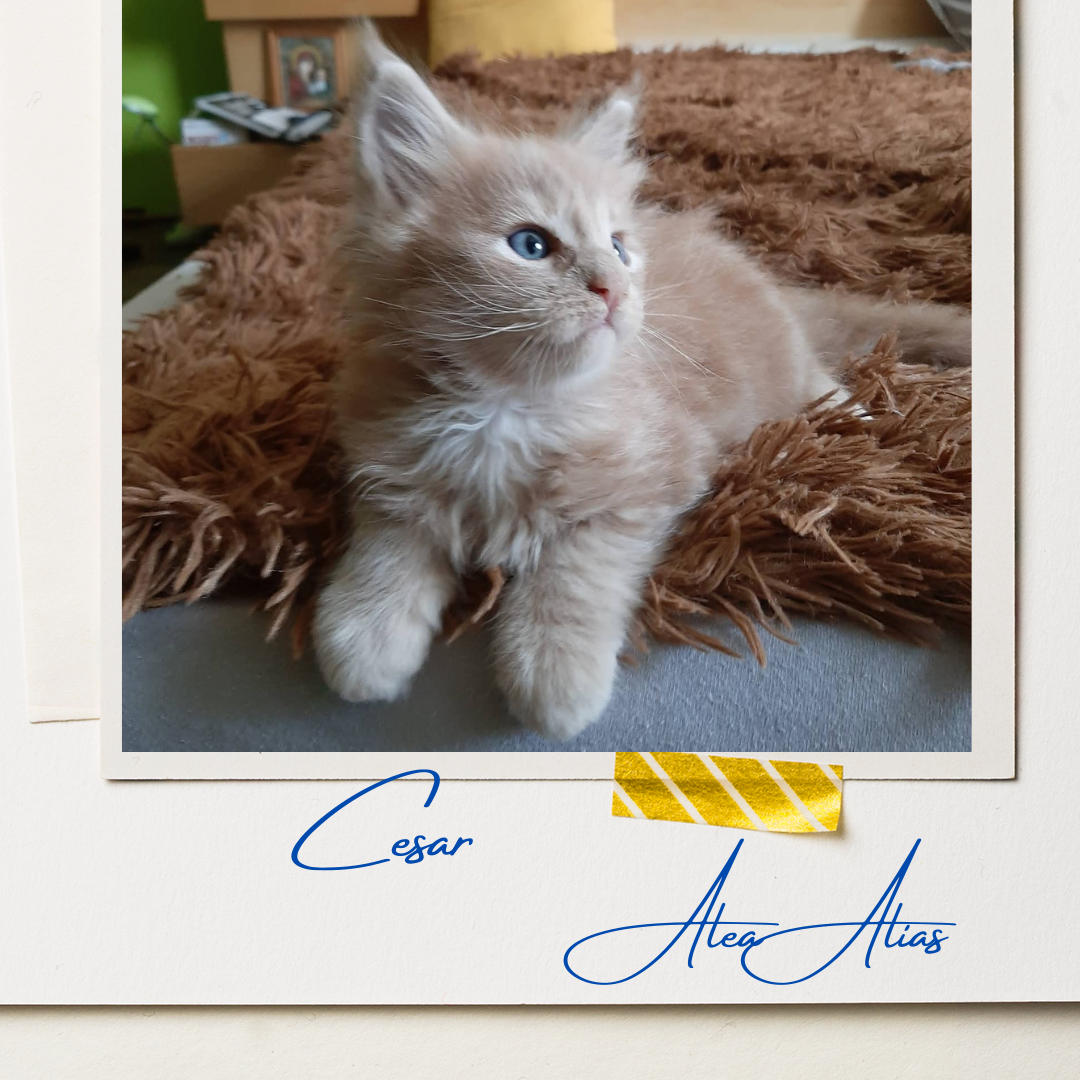 Cesar Alea Alias 9 (1)