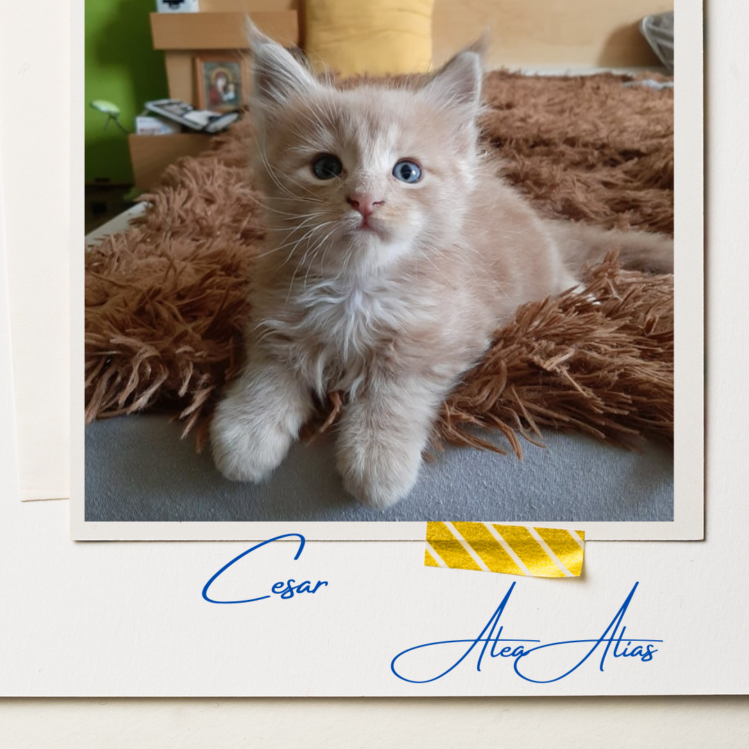 Cesar Alea Alias 9 (3)