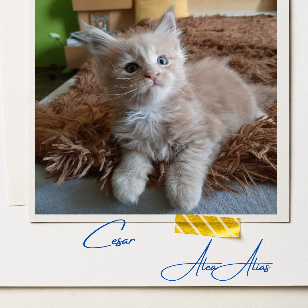 Cesar Alea Alias 9 (4)