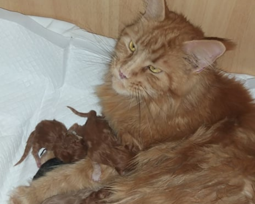 Дизайн без названия (46)