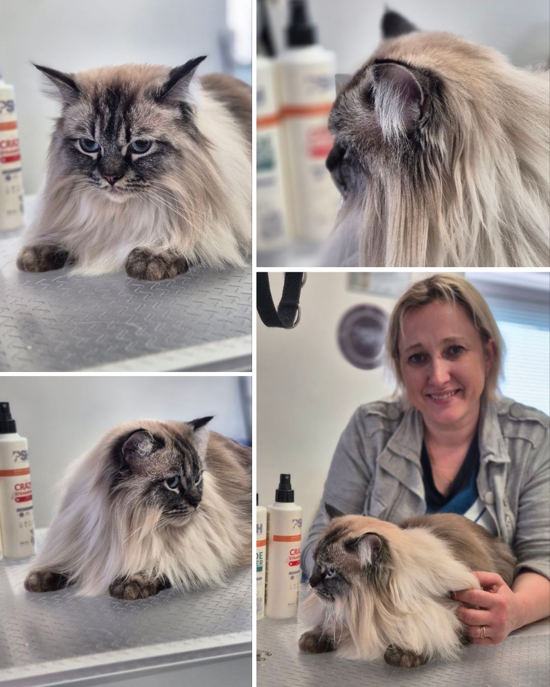 Nega mačk Maribor spomladi – profesionalna oskrba dlake v salonu Oskar